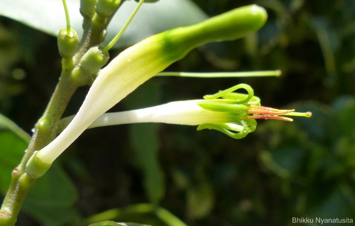 Dendrophthoe falcata (L.f.) Ettingsh.
